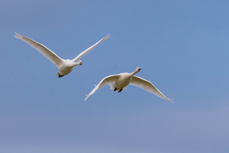 Improvers Birdwatching Morning